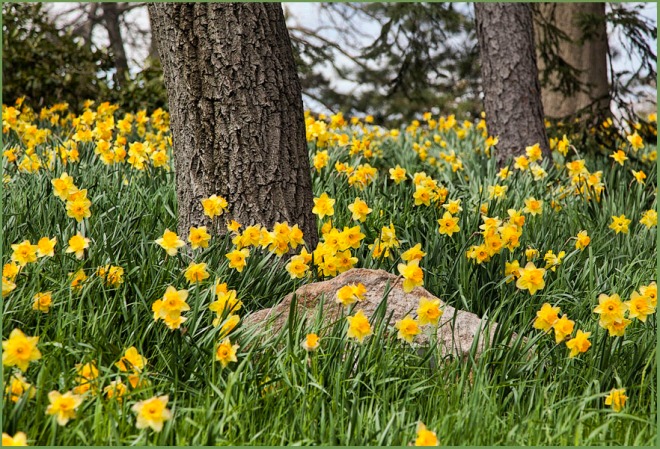 Daffodil Hill...